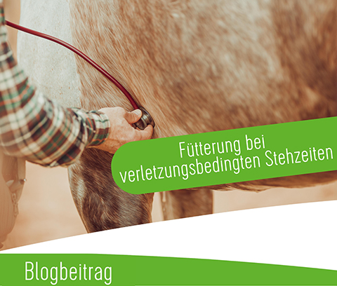 Galopp_Blog_Preview_Stehzeiten