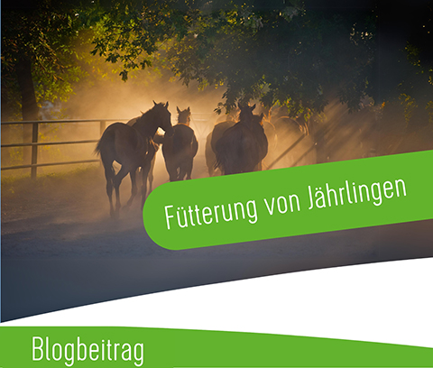 Galopp_Blog_fuetterung_von_jaehrlingen_p