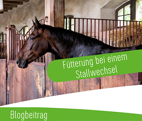 Galopp Blog Preview_stallwechsel 480 x 403